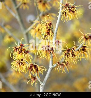 Witch hazel (Hamamelis intermedia 'Feuerzauber', Hamamelis intermedia Feuerzauber, Hamamelis x intermedia), blooming branch, cultivar Sunburst Stock Photo