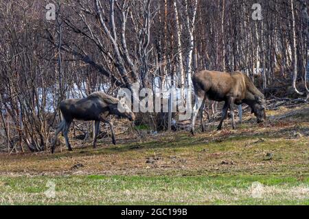 elk, European moose (Alces alces alces), Moose female with last years calf, Norway, Troms Stock Photo