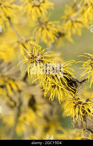 Witch hazel (Hamamelis intermedia 'Allgold', Hamamelis x intermedia 'Allgold'), blooming, cultivar Allgold Stock Photo