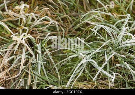 hoar frost on grasses of a meadow, Germany Stock Photo