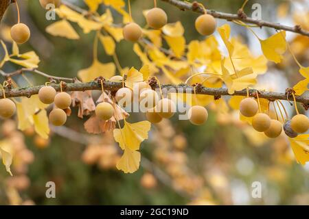 maidenhair tree, Ginkgo Tree, Gingko Tree, Ginko Tree (Ginkgo biloba), seeds on a tree Stock Photo