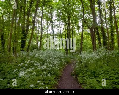 spirng forest in morning light, Germany, Lower Saxony, East Frisia, Norden Stock Photo