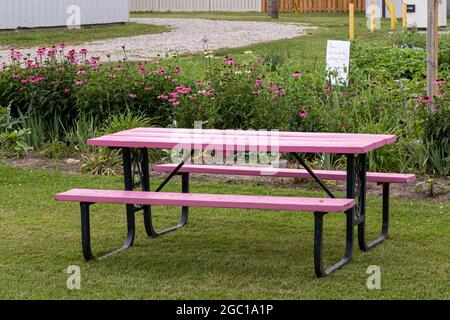 Pink picnic table with black wrought iron legs. Purple coneflowers in background. Stock Photo