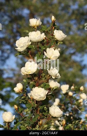 White flowers of briar rose in a summer park. Rose Alba. Stock Photo