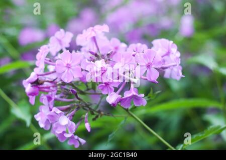 Beautiful purple phlox flowers in a summer park. Stock Photo