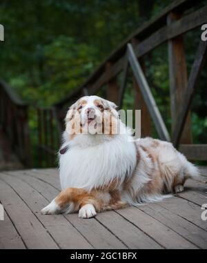 Australian best sale shepherd smile