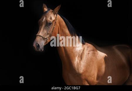 Beautiful bay horse portrait over a black background Stock Photo
