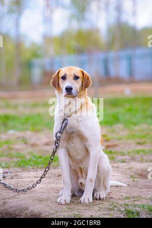 dog muzzle leash