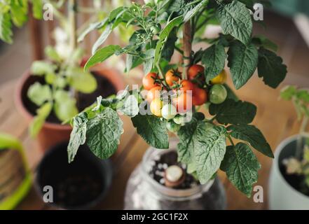 Home farming cherry tomato plant with small ripe tomatoes in a pot. Home organic garden and eco fresh vegetables concept Stock Photo