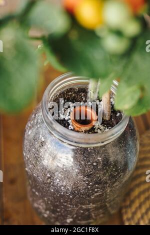 Close up view of a crock pot irrigation system buried in a pot with a home grown cherry tomato plant. Home organic garden and eco fresh vegetables con Stock Photo