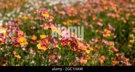 Colourful pink and yelllow nemesia flowers, low growing annual plants with colourful petals. Stock Photo
