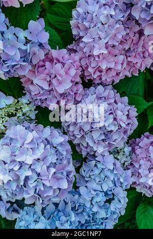 Blooming pink and purple Hydrangea flowers,Hydrangea macrophylla. Fresh summer flowers in garden. Colorful bush of hortensia. Close up of lush flowers Stock Photo