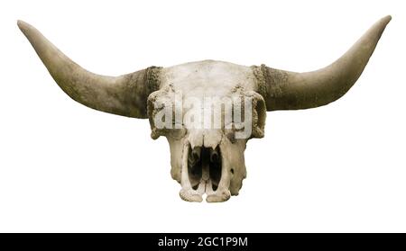 Bull skull with long horns, isolated on white background Stock Photo