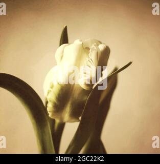 Hyacinth flower. Old grain effect. Vintage filtered image Stock Photo