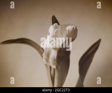 Hyacinth flower. Old grain effect. Vintage filtered image Stock Photo