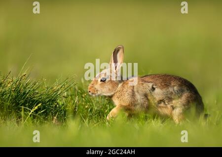 little rabbit on green grass background Stock Photo - Alamy