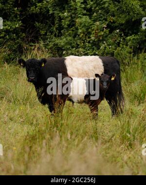 Belted Galloway cow and calf Stock Photo