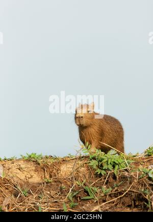 Close up of a baby Capybara standing on a river bank, South Pantanal, Brazil. Stock Photo