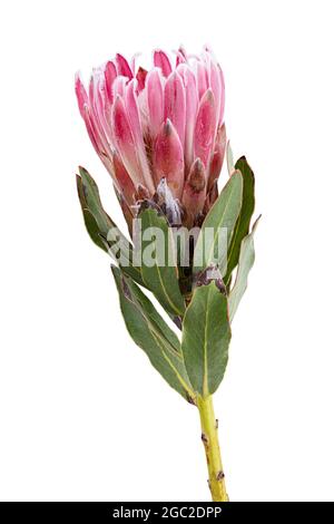 Fresh protea flower isolated on white background. Clipping path Stock Photo