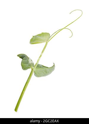 Fresh green pea leaves isolated on white background Stock Photo