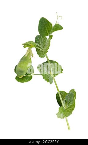 Fresh green pea leaves isolated on white background Stock Photo