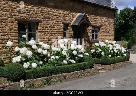 Hydrangeas in flower growing in the garden of a house in the north Oxfordshire village of South Newington Stock Photo