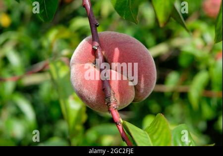 red peach growing on tree in english garden, norfolk, england Stock Photo