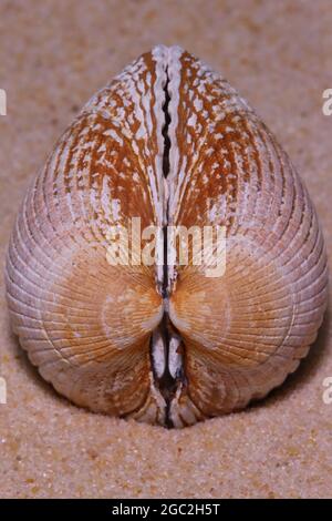 Close up of a shell on the sand Stock Photo