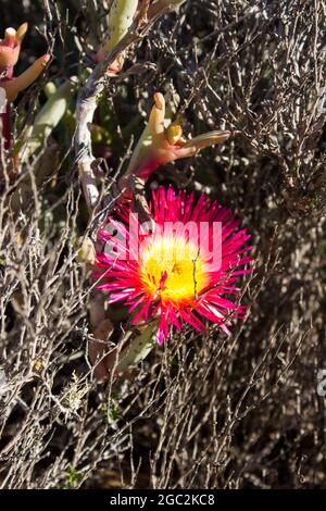 Close-up of a Bright Pink and Yellow Gaint Mat Vygie, Cephalophyllum spongiosum, surrounded by small dry twigs, Namaqua National Park, South Africa Stock Photo