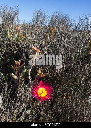 A Giant mat vygie, Cephalophyllum spongiosum, with a large bright pink flower, climbing up into a small dry bush in the strandveld of Namaqualand, SA Stock Photo