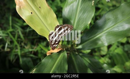 Overhead view of a Common sailor butterfly resting on top of a yellow wild leaf Stock Photo