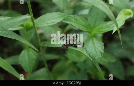 A nine spotted moth (Amata phegea) perched on a grass leaf Stock Photo