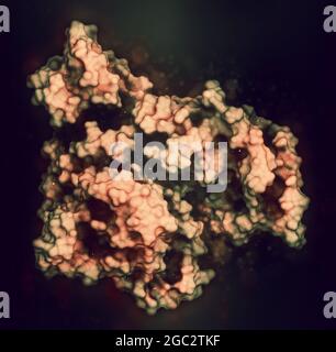 Human serum albumin protein, 3D rendering. Cartoon representatio Stock Photo