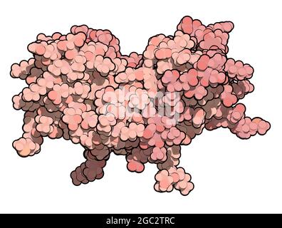 Interferon gamma (IFNg) cytokine molecule, 3D rendering. Recombi Stock Photo