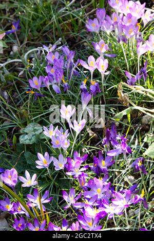 purple crocus tommasinianus winter flowers February UK Stock Photo