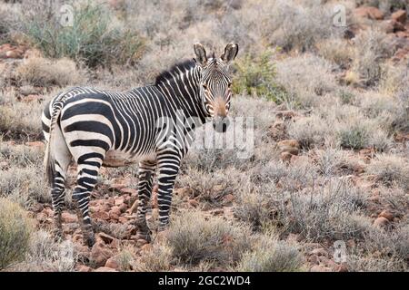Cape mountain zebra, Equus zebra zebra, Karoo National Park, Beaufort West, South Africa Stock Photo
