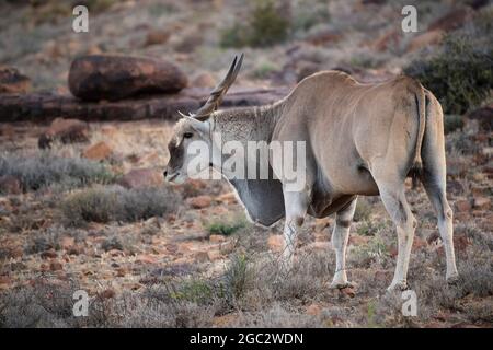 Common eland, Tragelaphus oryx, Karoo National Park, Beaufort West, South Africa Stock Photo