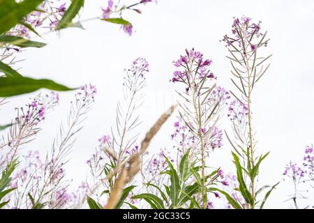 Blooming Chamerion angustifolium or rosebay willowherb, or great willowherb. Fireweed leaves can be used as fermented tea. Stock Photo