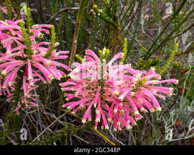 Erica flower, Outeniqua Mountains, Garden Route, South Africa Stock Photo