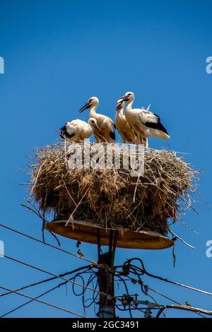 Kerkini, Greece, July 12, 2021. Stork in its nest on an electric pole Stock Photo
