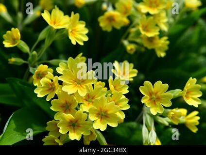 Cowslip Primrose (Primula veris) flowering in spring Stock Photo