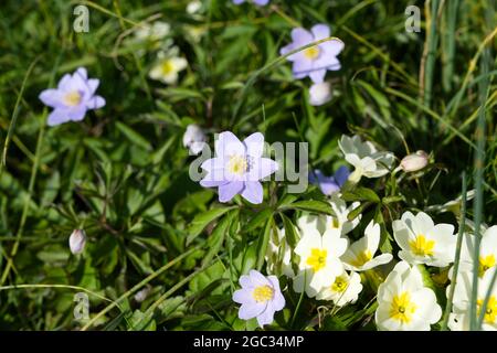 Spring flowers, Blue wood anemone (Anemone nemorosa Robinsoniana ) primroses  growing in grass March UK Stock Photo