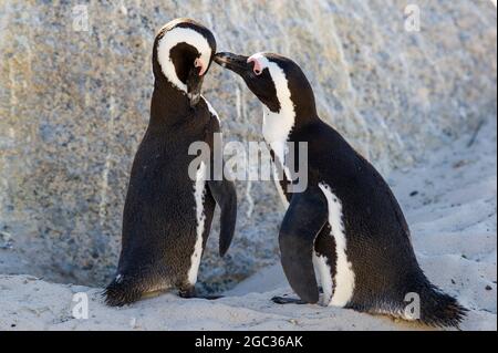 African penguins grooming, Spheniscus demersus, Boulders Beach, Cape Peninsula, South Africa Stock Photo