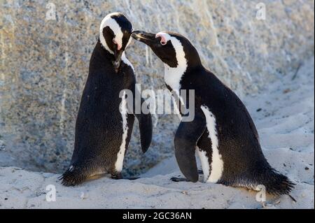 African penguins grooming, Spheniscus demersus, Boulders Beach, Cape Peninsula, South Africa Stock Photo