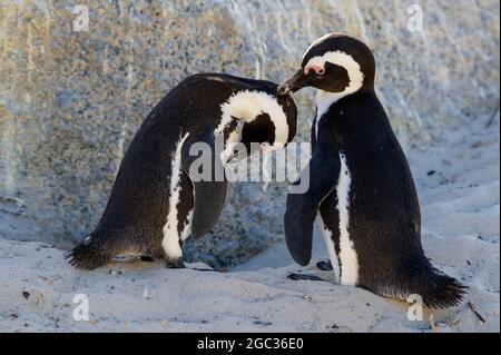 African penguins grooming, Spheniscus demersus, Boulders Beach, Cape Peninsula, South Africa Stock Photo