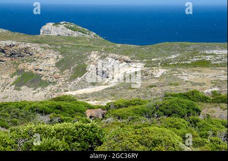 Common eland, Tragelaphus oryx, Cape of Good Hope Nature Reserve, Cape Peninsula, South Africa Stock Photo