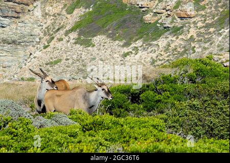 Common eland, Tragelaphus oryx, Cape of Good Hope Nature Reserve, Cape Peninsula, South Africa Stock Photo