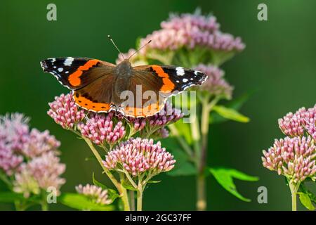 Red admiral / red admirable (Vanessa atalanta) butterfly pollinating hemp-agrimony / holy rope (Eupatorium cannabinum) flower in summer Stock Photo