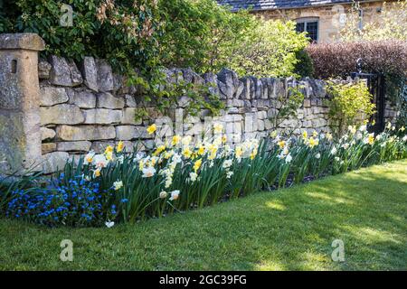 Daffodils growing against a garden wall in spring. Stock Photo