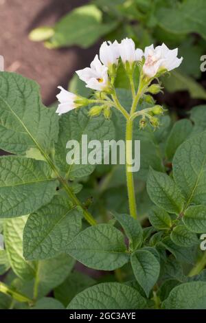 White potato flowers on the stem. Potato bush, close-up. Stock Photo